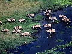 Slow Lane, Blue Wildebeest